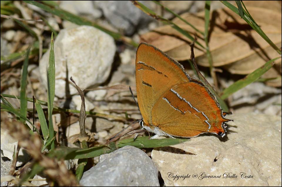 La splendida Thecla betulae